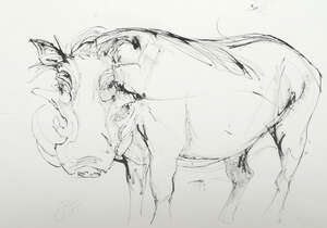 
	
		Sya Goring, 
		British b.1964-
		 
		Study of a warthog; 
		 
		pen and brush and...
