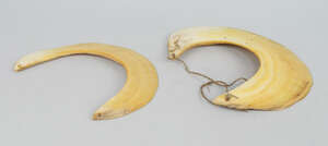 
	
		Two Kina shell necklaces, each of crescent form, drilled to the ends with cord holes, the...