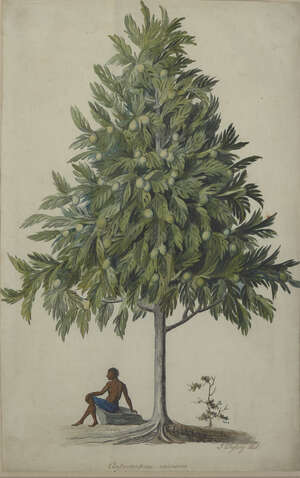 
	
		A botanical watercolour of figure under a breadfruit tree by Caribbean artist John Tyley,...