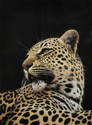
	
		Gary Stinton, 
		British b.1961- 
		 
		Portrait of a Cheetah, head and shoulders; ...