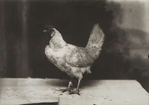 
	
		Marlo Pascual, 
		
		American 1972-2020- 
		 
		Untitled, 2009; 
		 
		digital...