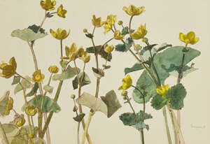 
	
		John Sergeant,
		British 1937-2010 - 
		 
		Kingcups; 
		 
		watercolour and pen and...