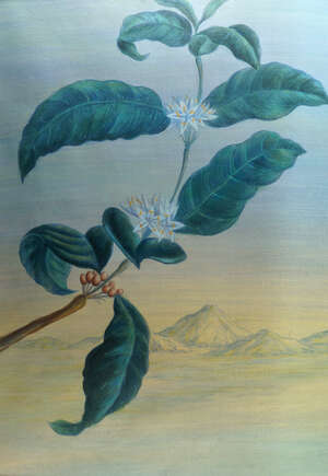
	
		Botanical School, mid/late 20th century- Three botanical studies of tropical plants;...