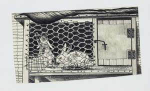 
	
		Colin Self, 
		British b.1941- 
		
		Two Rabbits In A Hutch, 2002; 
		
		pencil, signed...