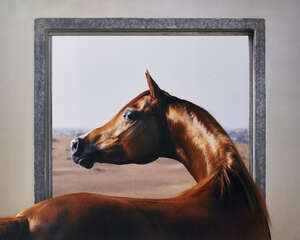 
	
		Tim Flach, 
		British b.1958 - 
		 
		Windows-Chestnut; 
		 
		lambda digital C-type...
