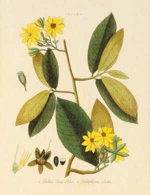 
	
		British School, late 19th/early 20th century- Ochra & Lilium; hand-coloured reproduction...