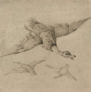 Circle of Francis Barlow, 
		British 1626-1701- 
		 
		Study of ducks in flight;
		 
		pen and grey black ink on laid paper, 15.5x15.5cm (mounted, unfra