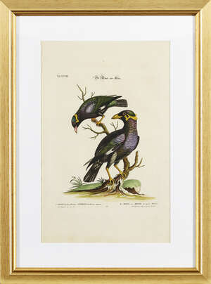 
	
		Sixteen ornithological studies from A Natural History of Uncommon Birds, by George...