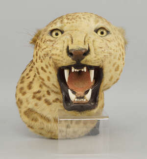 
	
		A taxidermist's model of a leopard, early 20th century, stamped to the back with...