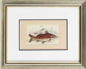 
	
		Fourteen Ichthyological studies, from Sir William Jardine's "Naturalist's Library"...