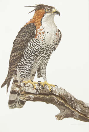 
	
		Axel Amuchastegui, Argentinian 1921-2002- Some Birds and Mammals of South America; bound...