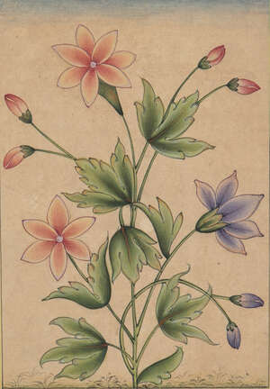 
	
		A study of flowering plant, India, 19th century, opaque pigments on paper, the leafy stem...