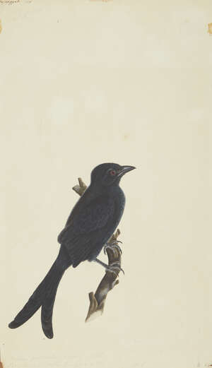 
	
		A Crested Drongo, Calcutta, Company School, circa 1800, collector's seal in Persian on...