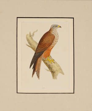 
	
		A collection of twelve mounted engravings of birds of prey by W Lizars, to include kite,...