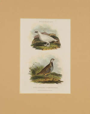
	
		Sixteen engravings of game birds by J Scott, 19th century, to include Pheasants,...