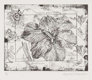 
	
		Dame Elizabeth Blackadder DBE RA RSA, 
		Scottish b.1931- 
		 
		Iris, 1986; 
		 
		