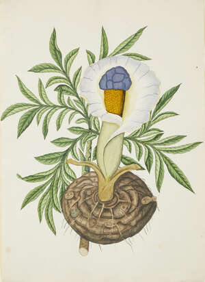 
	
		A Company School-style botanical study, India, 19th century, gouache on paper, mounted,...
