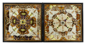 
	
		A collection of ten framed and mounted butterfly specimens, early/mid 20th century, each...
