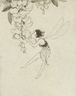 
	
		Margaret M Rudge, 
		British 1885-1972- 
		 
		Fairy smelling the scent of a flower;...