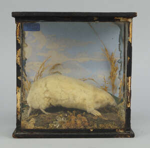 
	
		A taxidermist's model of a mole, probably 19th century, possibly an albino specimen,...