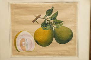 
	
		Anglo-Chinese School,
		late 18th/early19th century-
		 
		Studies of Fruit;
		 
		