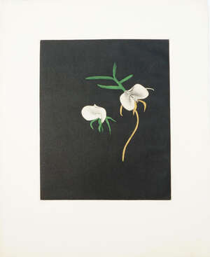 
	
		Tomoe Yokoi, 
		Japanese, b.1943- 
		 
		Orchid and Kaki; 
		 
		mezzontints in...