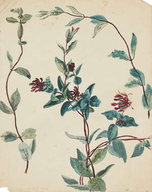 
	
		Sir Joseph Noel Paton RSA FSSA,
		British 1821-1901-
		 
		Botanical Study; 
		 
		