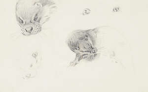 
	
		Archibald Thorburn ARA, 
		Scottish 1860-1935 - 
		 
		Otter Studies; 
		 
		pencil...