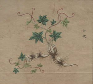 
	
		19th century Chinese School, seven ink and colour on paper studies of flora, each titled,...