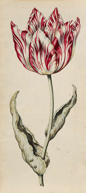 
	
		Dutch School, 
		late 18th / early 19th century- 
		Study of a tulip; 
		watercolour...