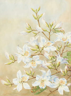 
	
		Sardar Ganda Thakar Singh (1899-1976), Two Botanical Studies, 'Magnolia Stellatta Maxim"...