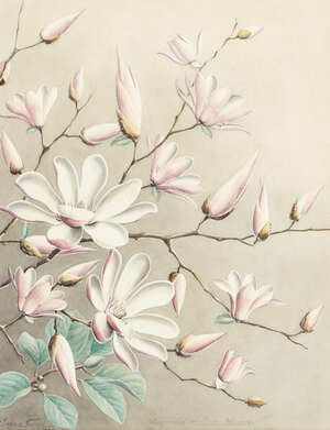 
	
		Sardar Ganda Thakar Singh (1899-1976), Two Botanical Studies, 1944, "Magnolia stellata...