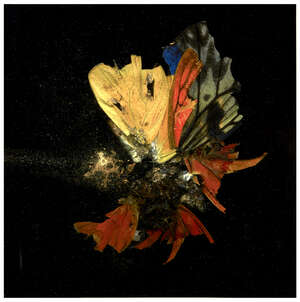 
	
		Mat Collishaw, 
		British b.1966-
		 
		Insecticide 13, 2009;
		 
		c-print on Epson...