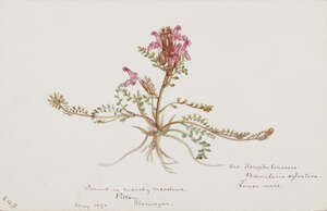 
	
		British School, late 19th/early 20th century- 
		 
		Botanical studies; 
		 
		