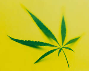 
	
		Peter Dazeley,
		British b.1948-
		 
		Untitled (marijuana), 1986;
		 
		dye transfer in...