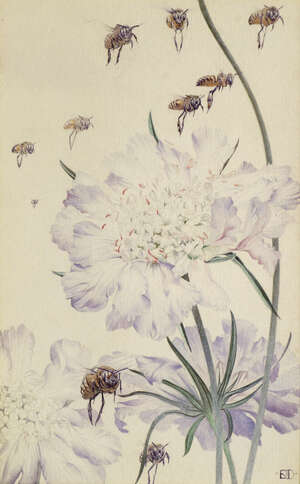 
	
		Edward Julius Detmold,
		British 1883-1957-
		 
		'Poppies', 'Coryanthes Maculata' and...