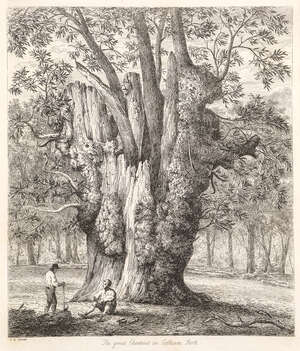 Jacob George Strutt, 
British 1784-1867- 
 
The Great Yew at Forlingal; Maple at Boldre, in the...
