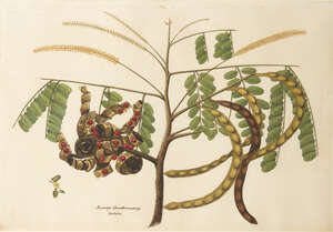 
	
		A study of the plant Aunnay Coondoomunny, Company School, South India, Malabar, or...
