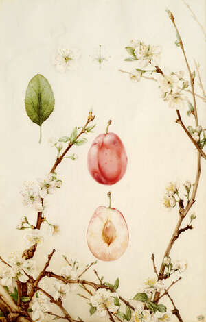 
	
		Edward Julius Detmold,
		British 1883-1957-
		 
		Botanical Studies, An Apple and A...