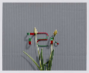
	
		Annette Kelm, 
		German b.1975- 
		 
		Untitled (TZK), 2013; 
		 
		c-print on...