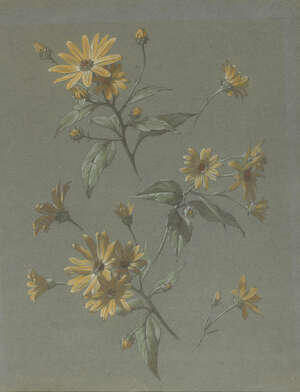 
	
		Attributed to Antoine Berjon, 
		French 1754-1843-
		 
		Marguerites;
		 
		pastel...