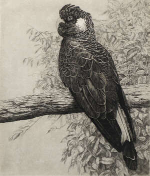 
	
		Elizabeth Butterworth, British b.1949- Grey Parrot; etching with aquatint, signed and...