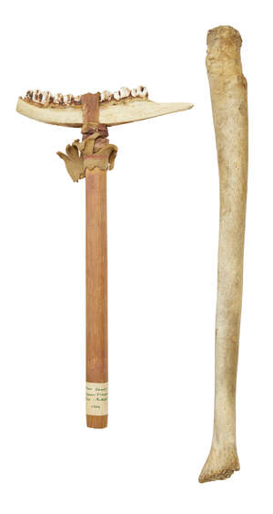 
	
		A First Nations wood-handled and jaw bone mounted axe, bears inscribed label from Banff...