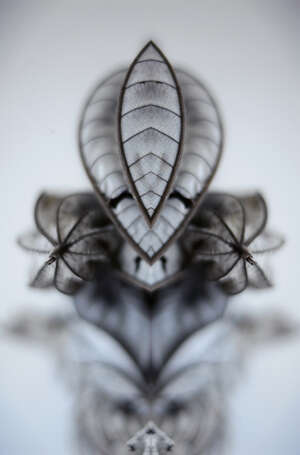 
	
		Fraser Lawson, 
		British b.1967- 
		Guarumo Leaf, Slopes of Madera Volcano, Ometepe...