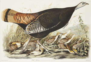 
	
		After John James Audubon, 
		American 1785-1851-
		 
		Great White Heron, no. 57 plate...