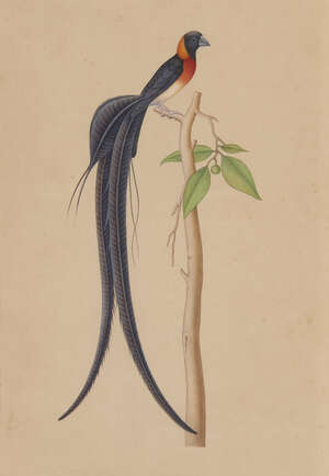 
	
		A pair of Indian bird miniatures, Chinese or Indian company school, 20th century, 