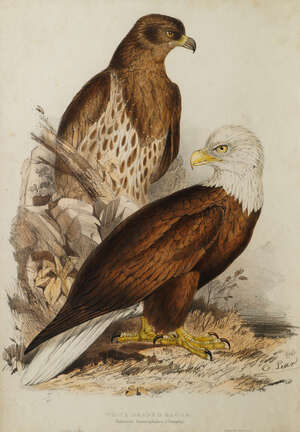 
	
		Edward Lear, 
		British 1812-1888- 
		 
		White Headed Eagle and Egyptian Neophron;...