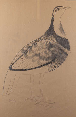 
	
		Mary Fedden OBE RA RWA, 
		British 1915-2012 - 
		 
		Partridge, 1969; 
		 
		pencil on...