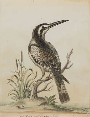
	
		British School, 
		mid-late 18th century- 
		The Black and White Kingfisher; 
		