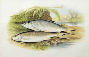 
	
		A F Lydon, British mid-19th century- Graining and Dace; chromolithograph printed in colours,...